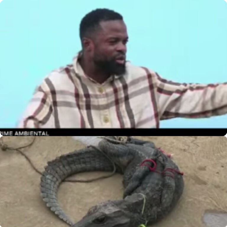 InShot_20251127_150656095